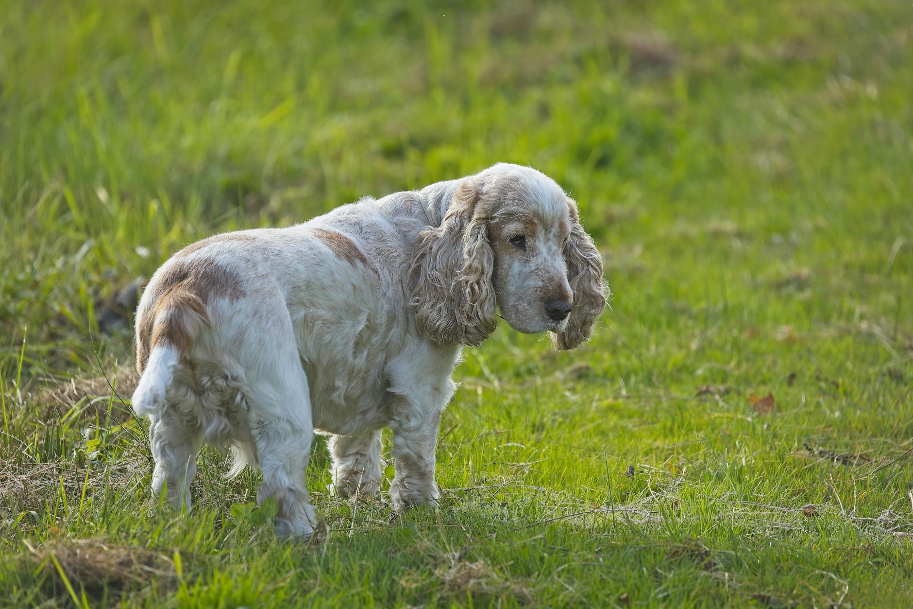white and brown short coated dog on green grass field