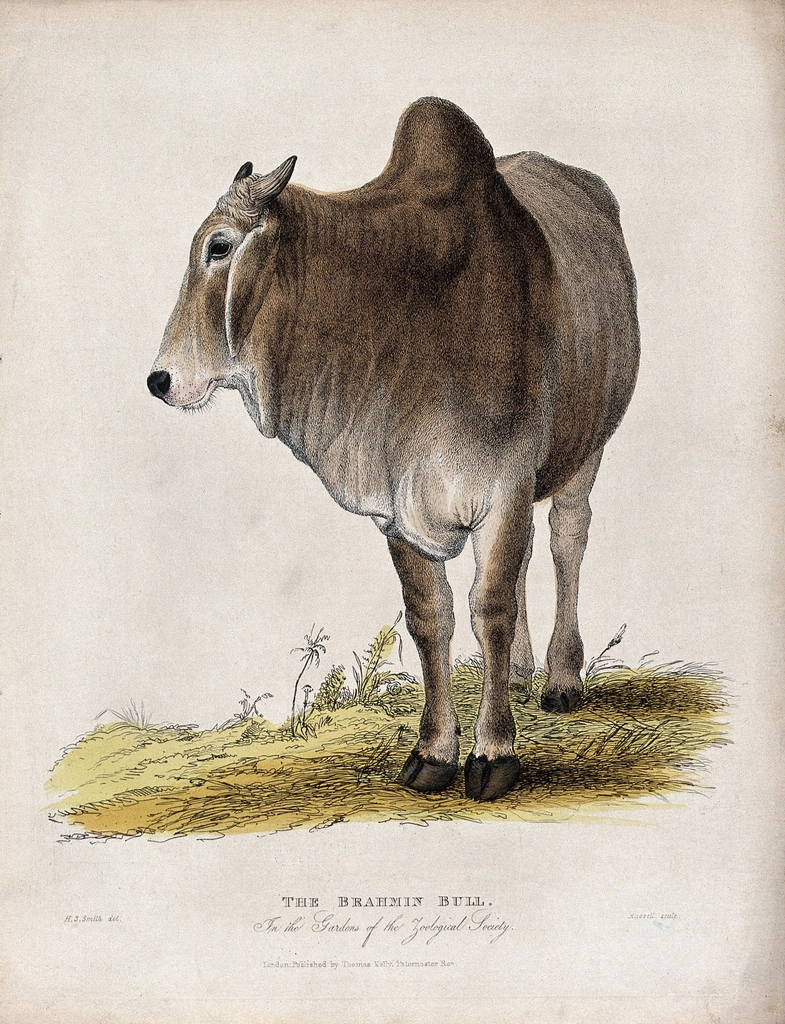 Zoological Society London: Brahmin bull