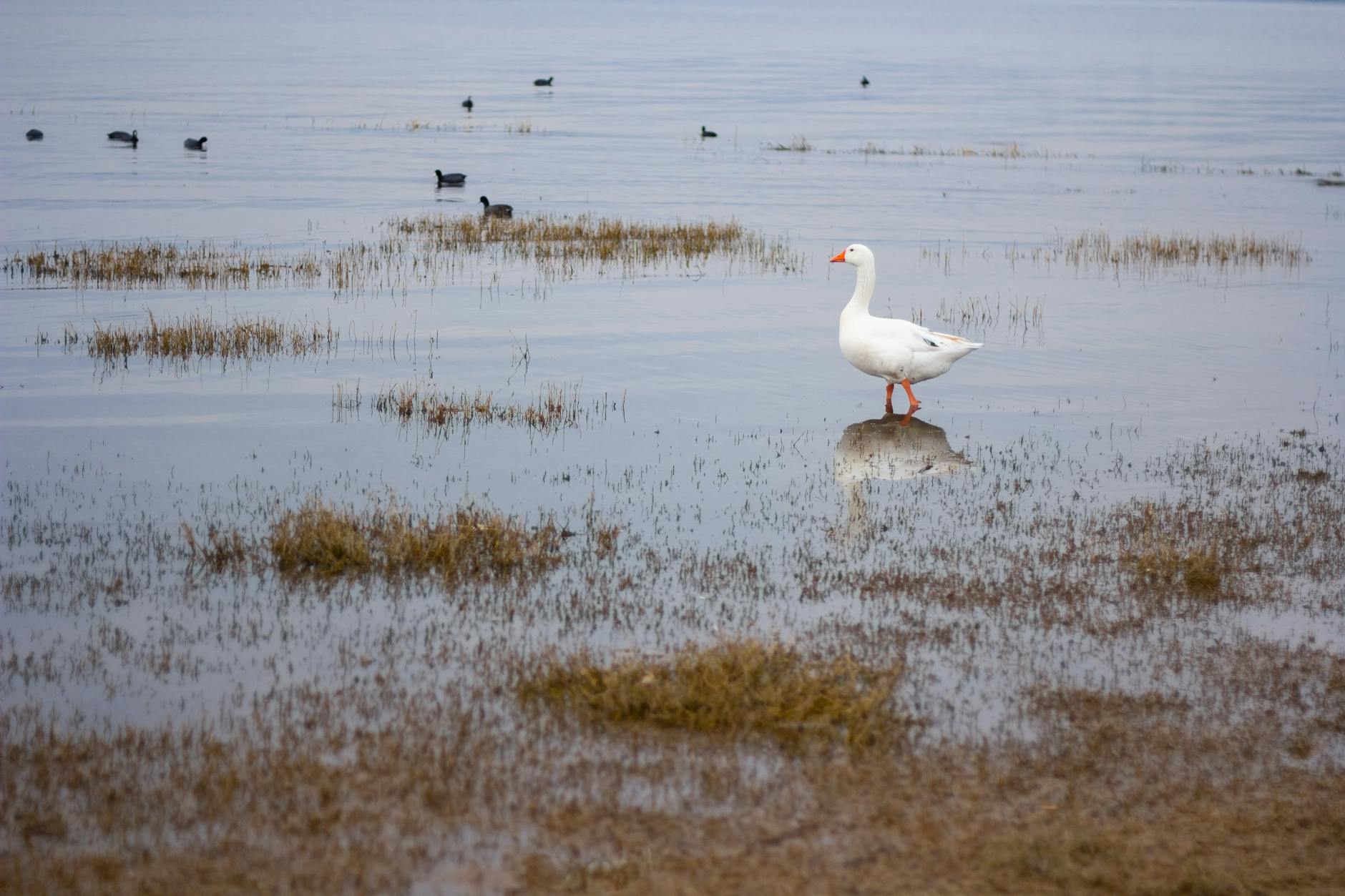 white duck on wetlands