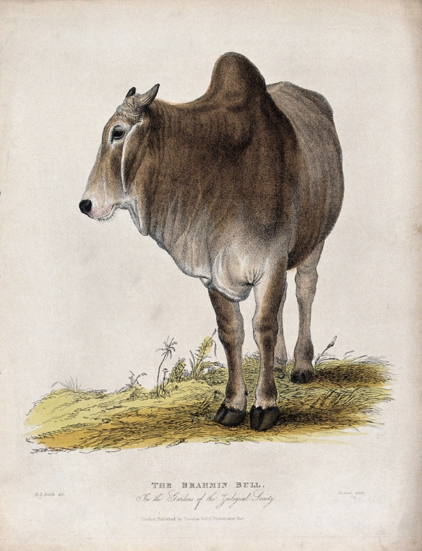 Zoological Society London: Brahmin bull