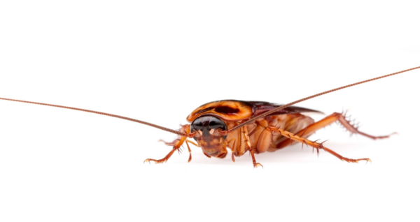 American cockroach - Periplaneta americana